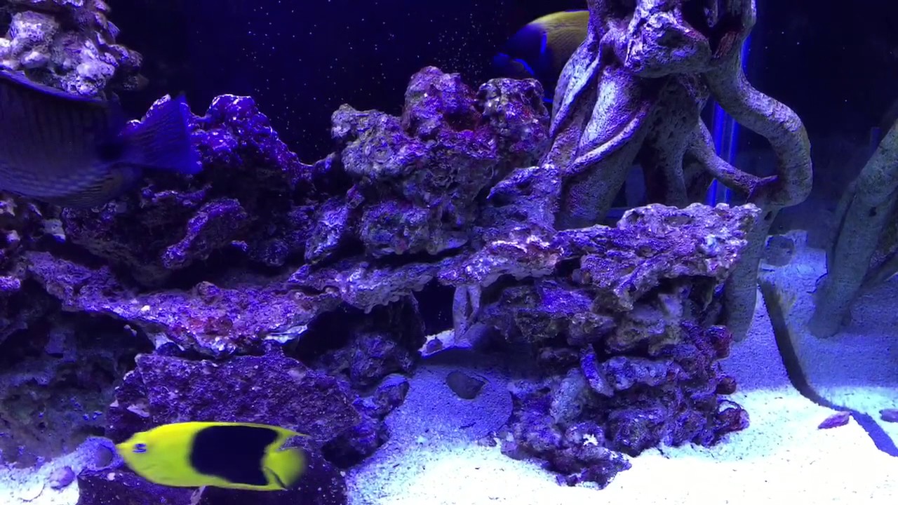 Current USA marine LED's on salt water tank