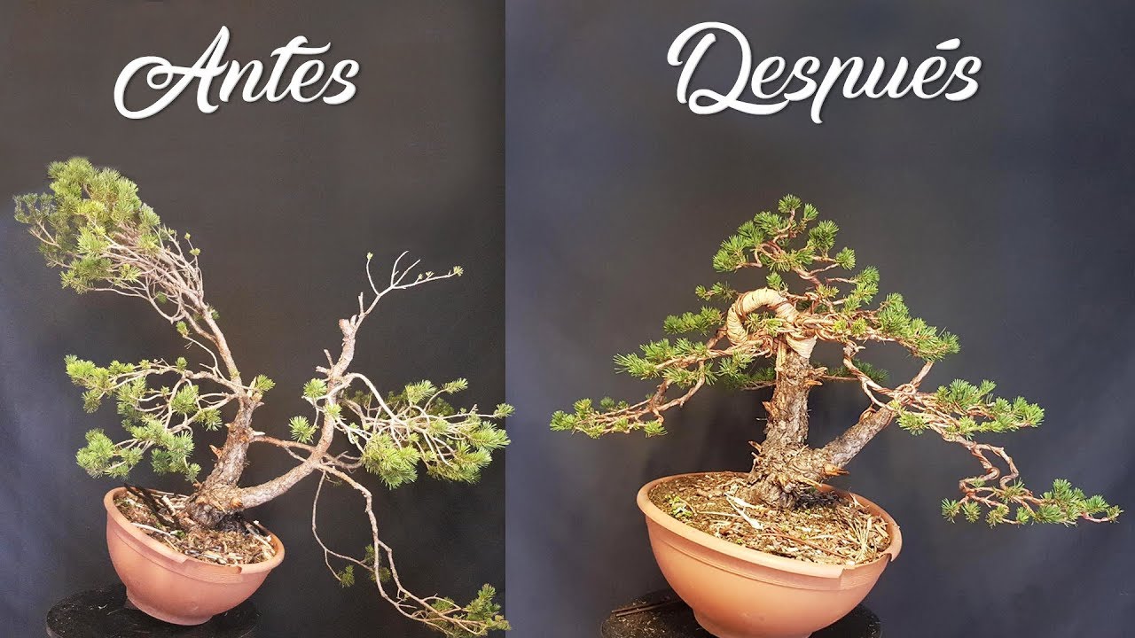 Yamadori Pino Silvestre - Terminado