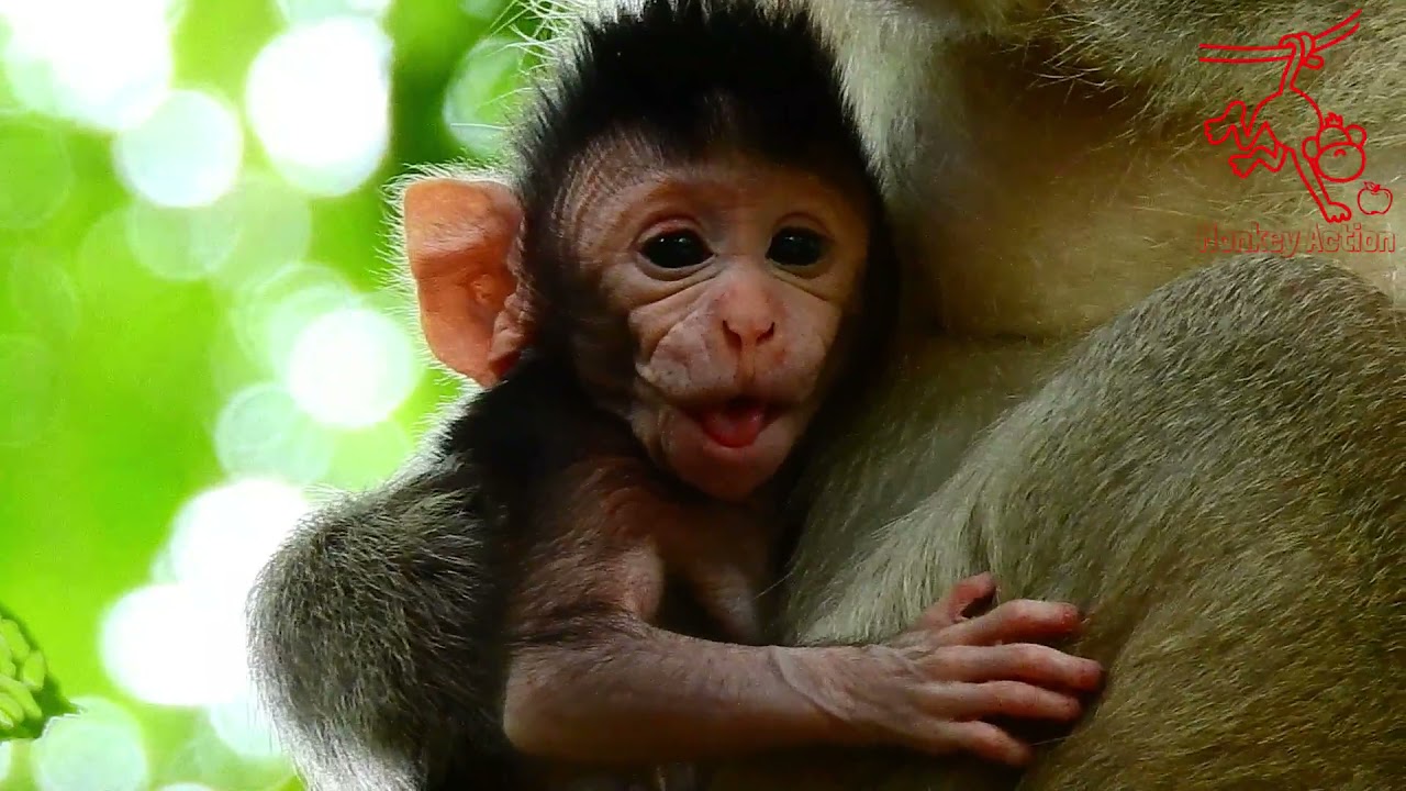 So Cute Baby Cinn Really Happy Hugs On Mom Request Milk #Monkeyaction
