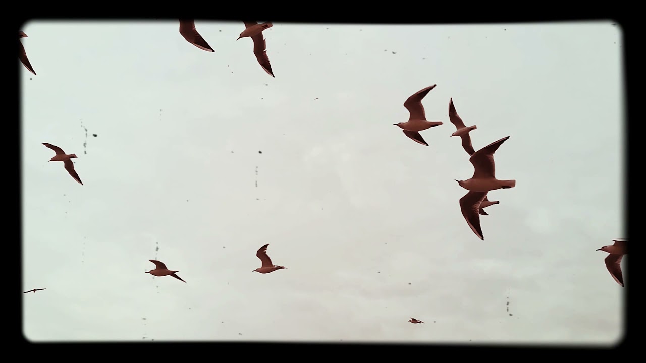 Lindas gaivotas voando