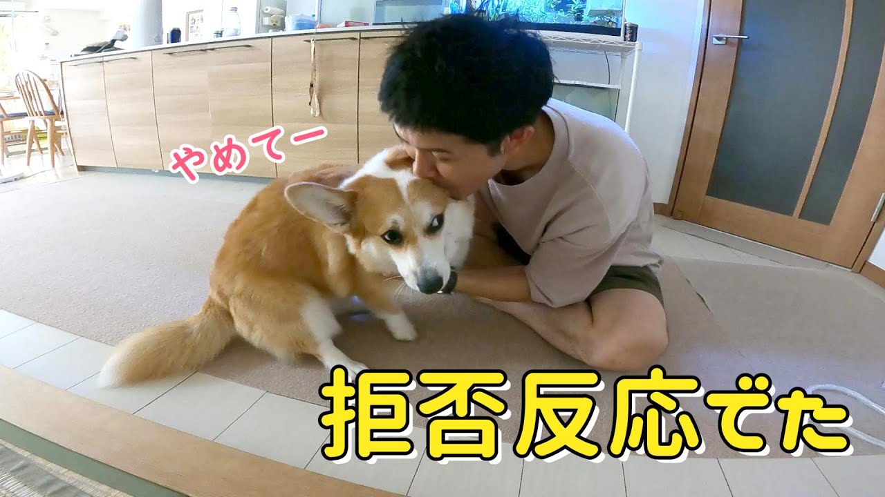 パパにしつこくされてパパアレルギー発症のコーギー！？