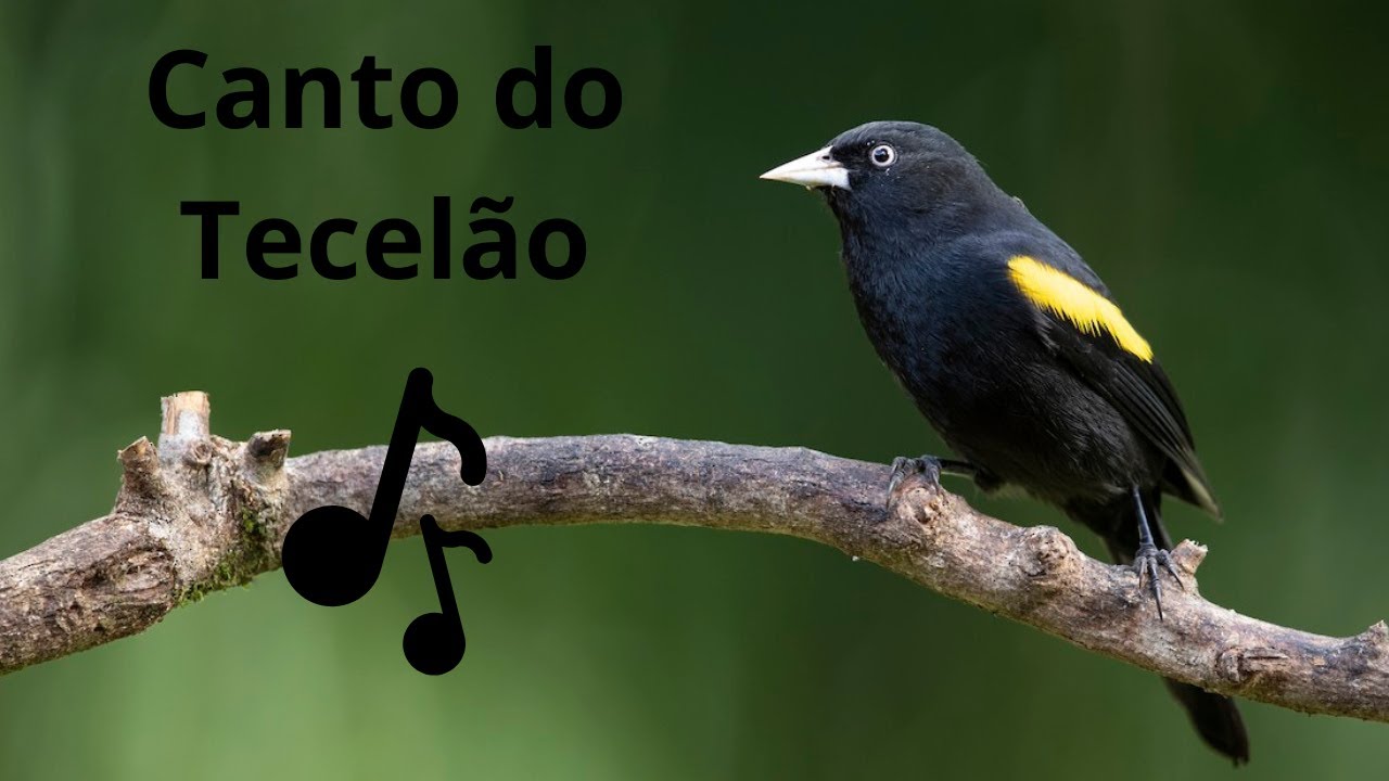 Canto do Tecelão / Golden-winged Cacique / Cacicus Chrysopterus 🐦🐦