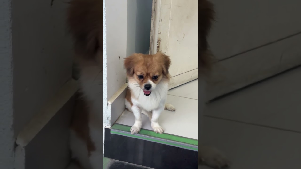 Полное видео по ссылке ниже #ЖизньЩенка #СчастливыйЩенок #УлыбкаЩенка #УжинЩенка #ВремяПриготовле...