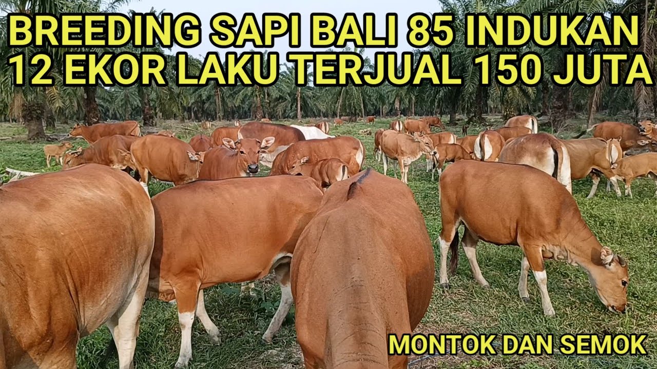 RESEP BREEDING SAPI BALI CEPAT BERKEMBANG 12 EKOR TERJUAL HASIL 150 JUTA