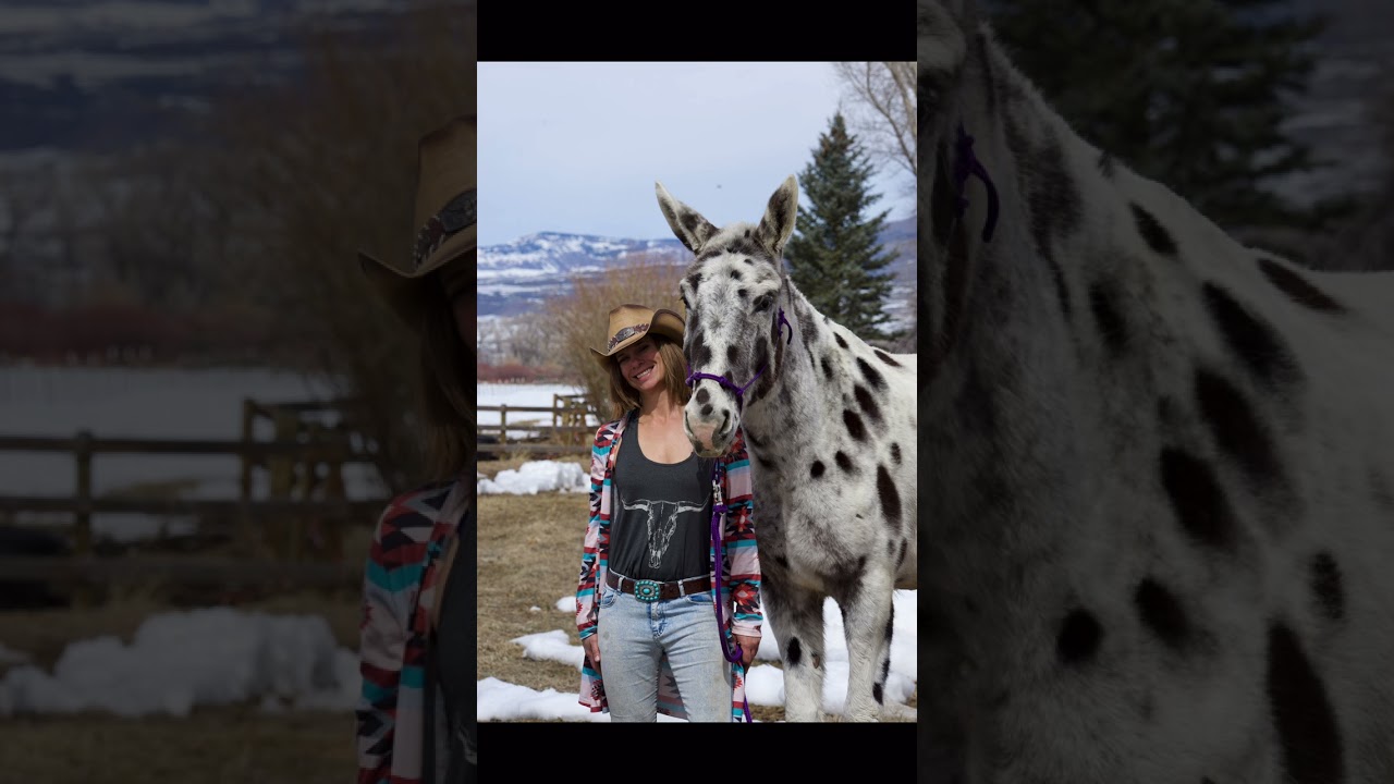 Archer the Leopard Appaloosa Mule