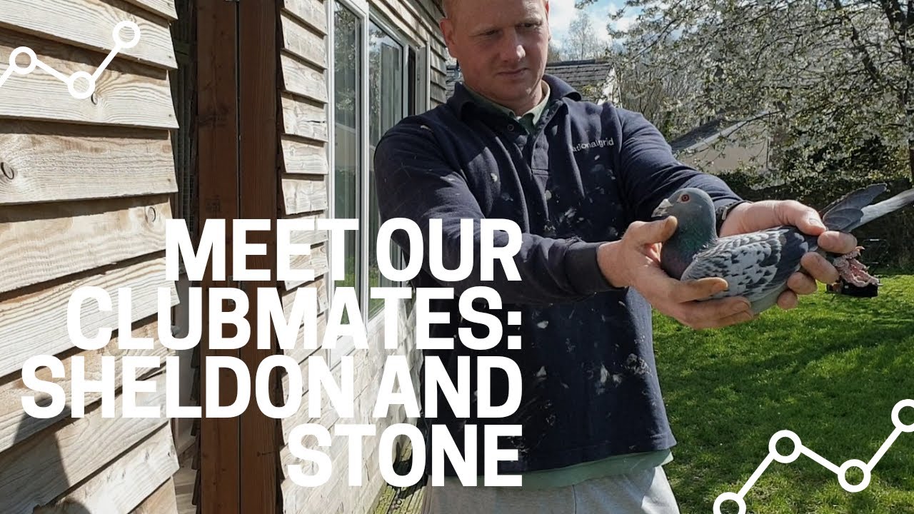 C. B. and C. Harris Pigeons - meet our clubmates: Sheldon and Stone