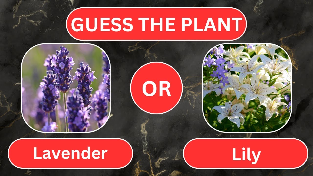 GUESS THE PLANT#education #quiz #fun #trivia #guesser #challenge #puzzles #plant#riddles#knowledge