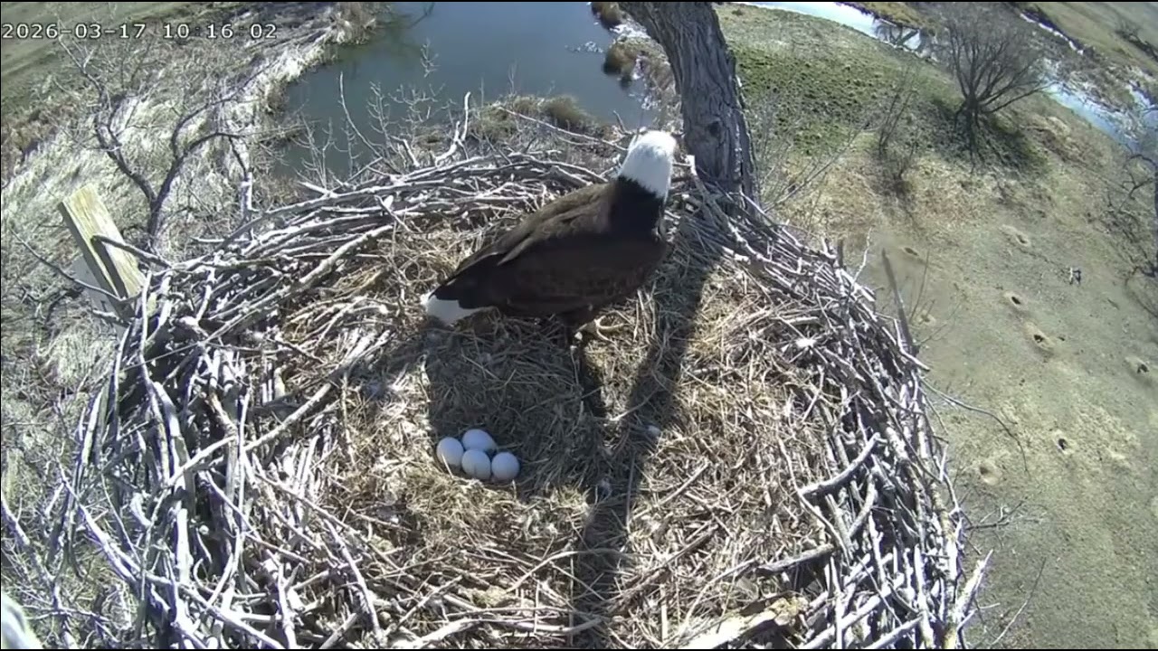 03 17 26 FSV nest duty change