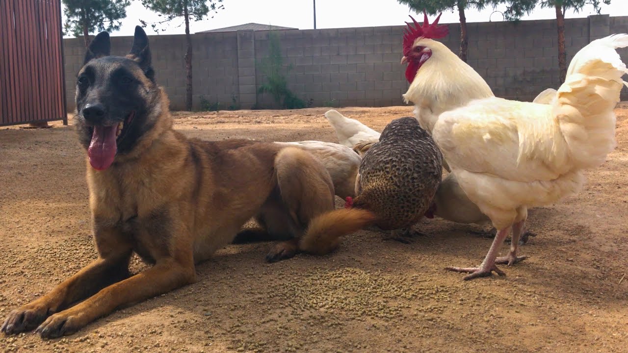 You won't believe this Belgian Malinois after Online Dog Training Course!