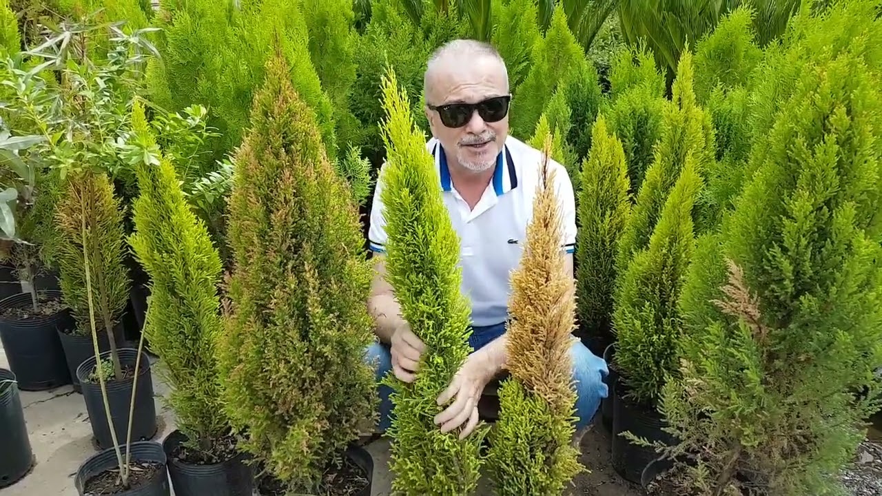 Pino Lemon (diferencia entre hongos falta de riego) por alvaro ruiz moreno de Viveroterapia 