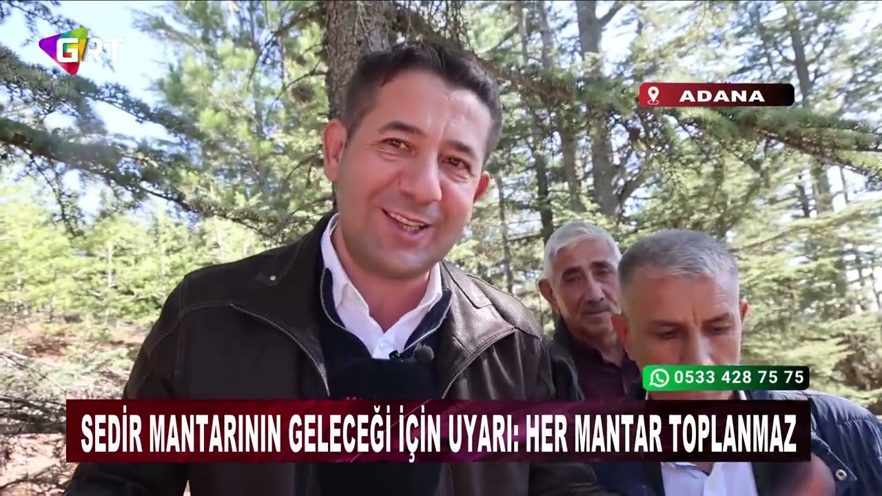 Sedir mantarının geleceği için uyarı Her mantar toplanmaz
