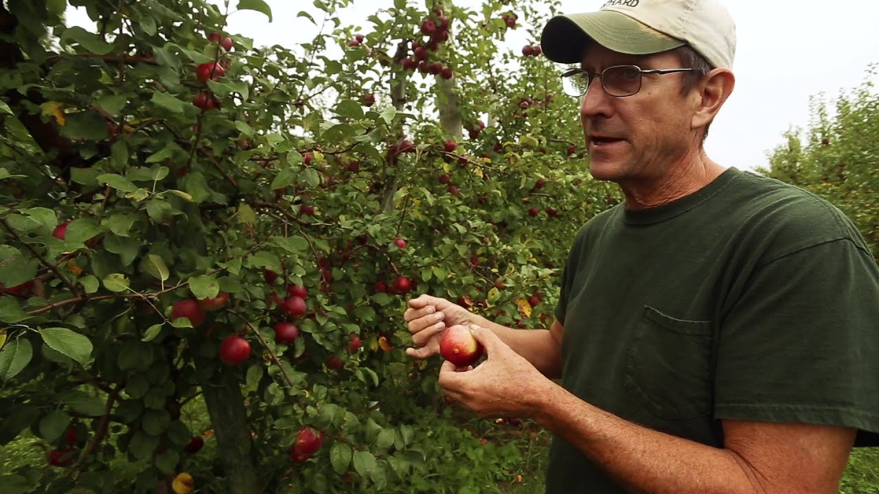 Liberty: A Disease-resistant Apple