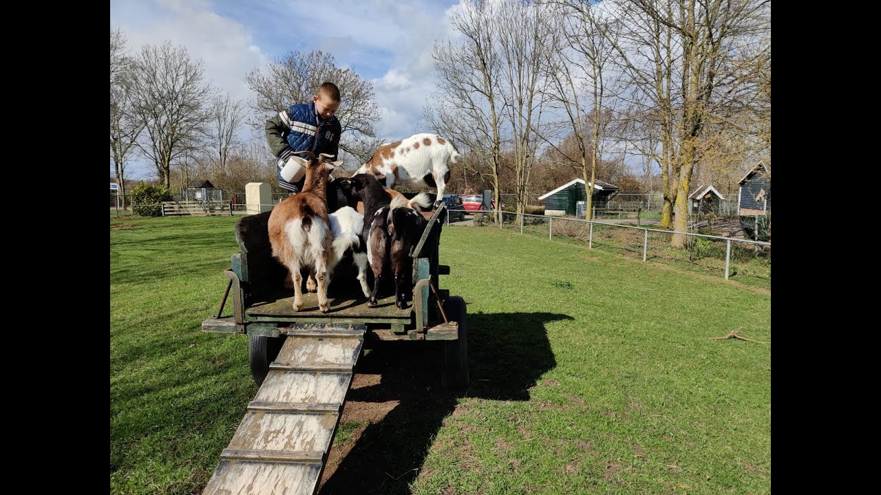 Pasgeboren lammetjes op Doetinchemse kinderboerderij missen kraambezoek