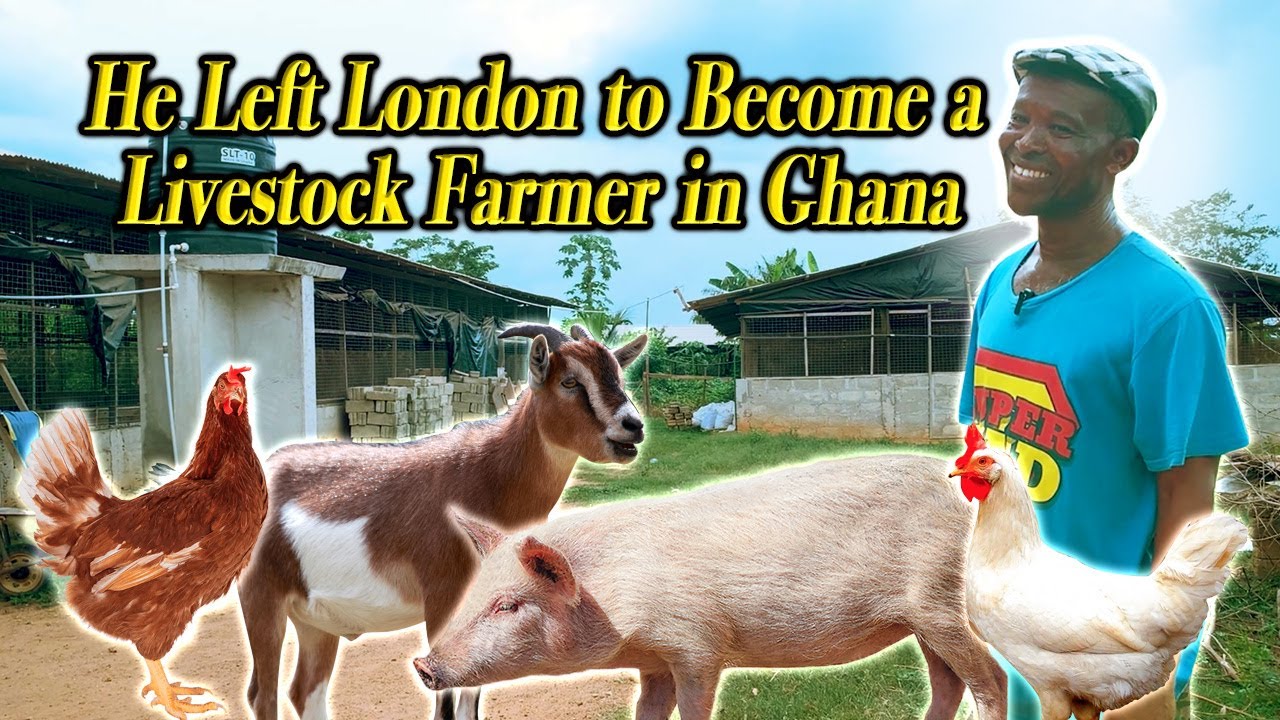 HE LEFT LONDON TO BECOME A LIVESTOCK FARMER IN GHANA