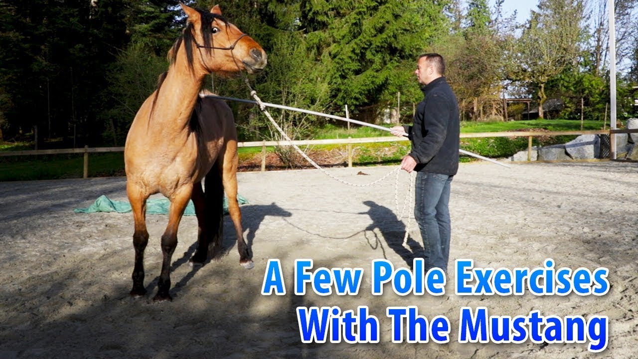 A Few Pole Exercises With The Mustang