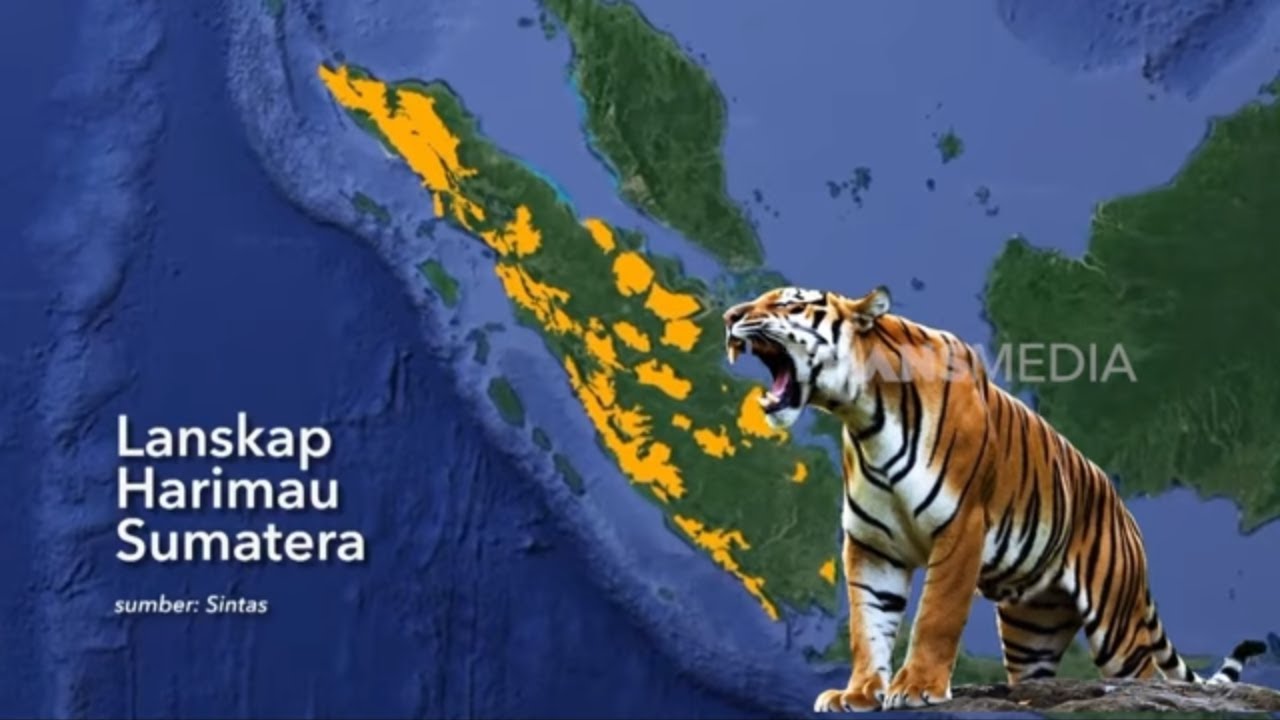KISAH SI RAJA HUTAN YANG TERSISIHKAN DI MERANGIN | INDONESIAKU (29/07/25) Part 2