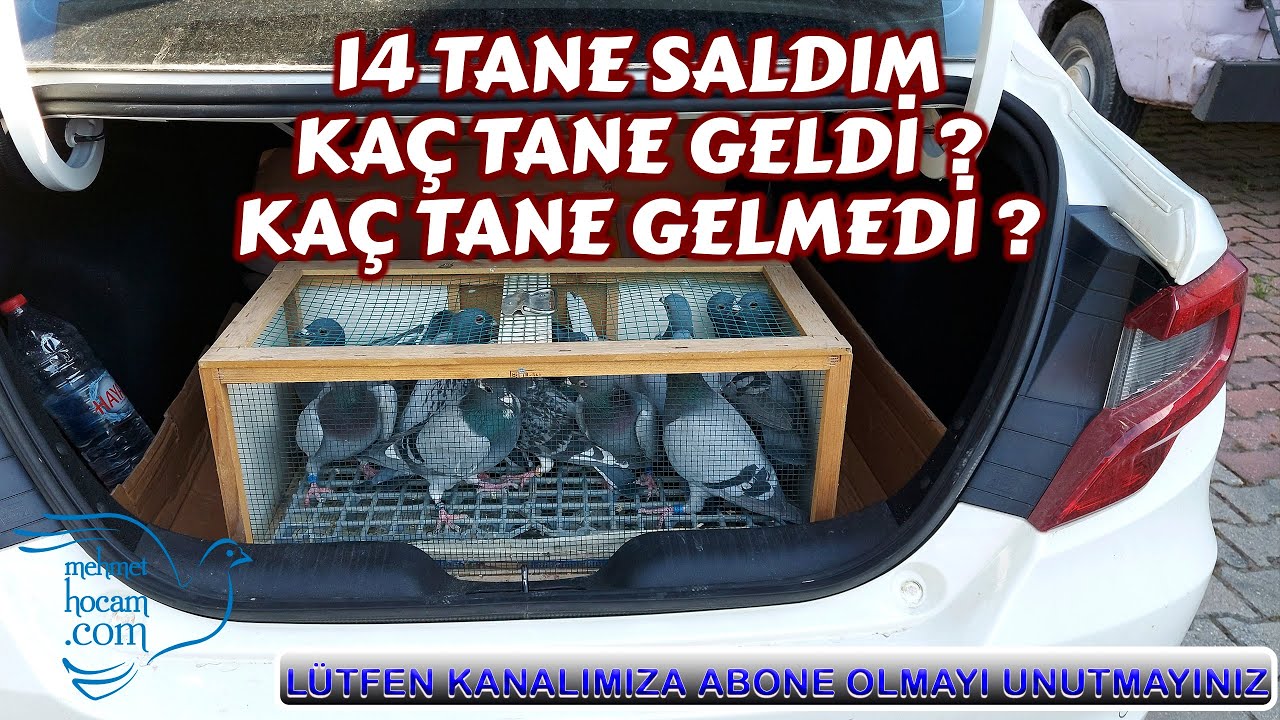 Posta Güvercinlerini 30 Km Mesafeden Saldım