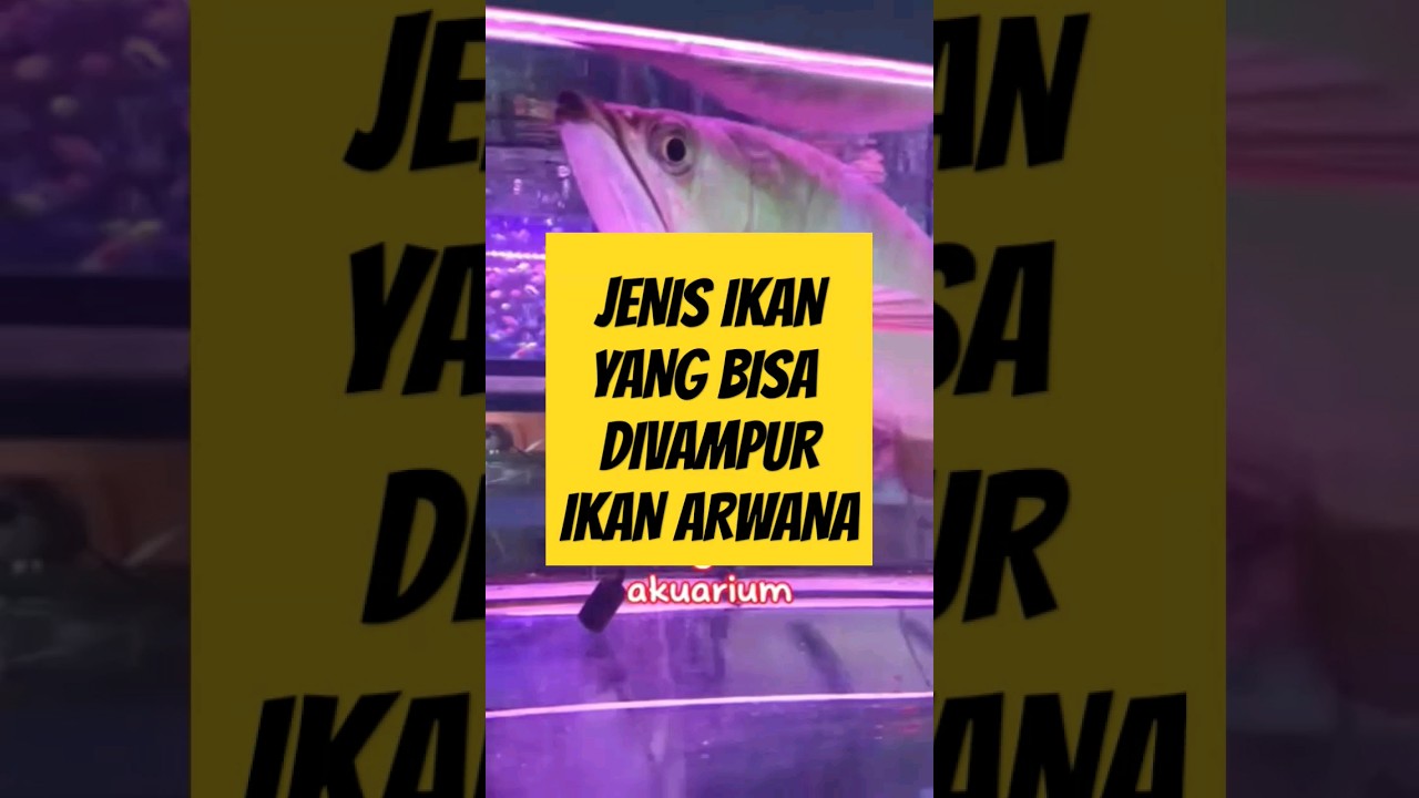 TANKMATE IKAN ARWANA PALING POPULER 