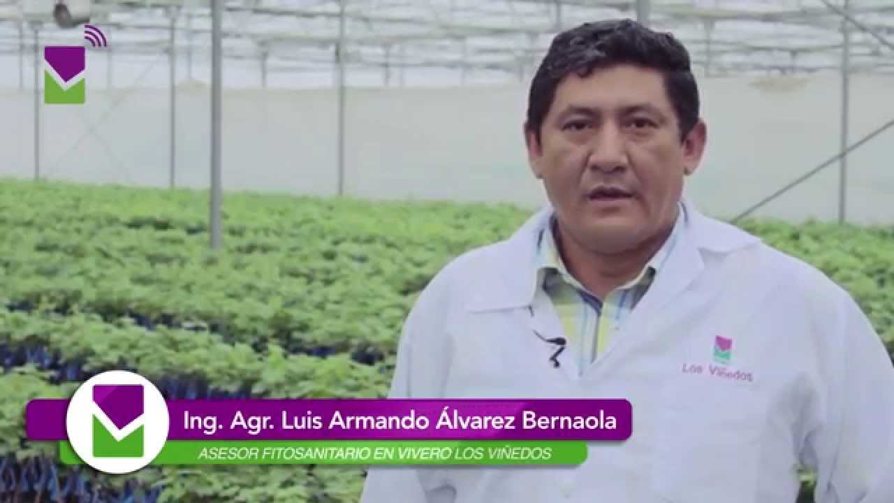HONGOS DE MADERA EN EL CULTIVO DE LA VID