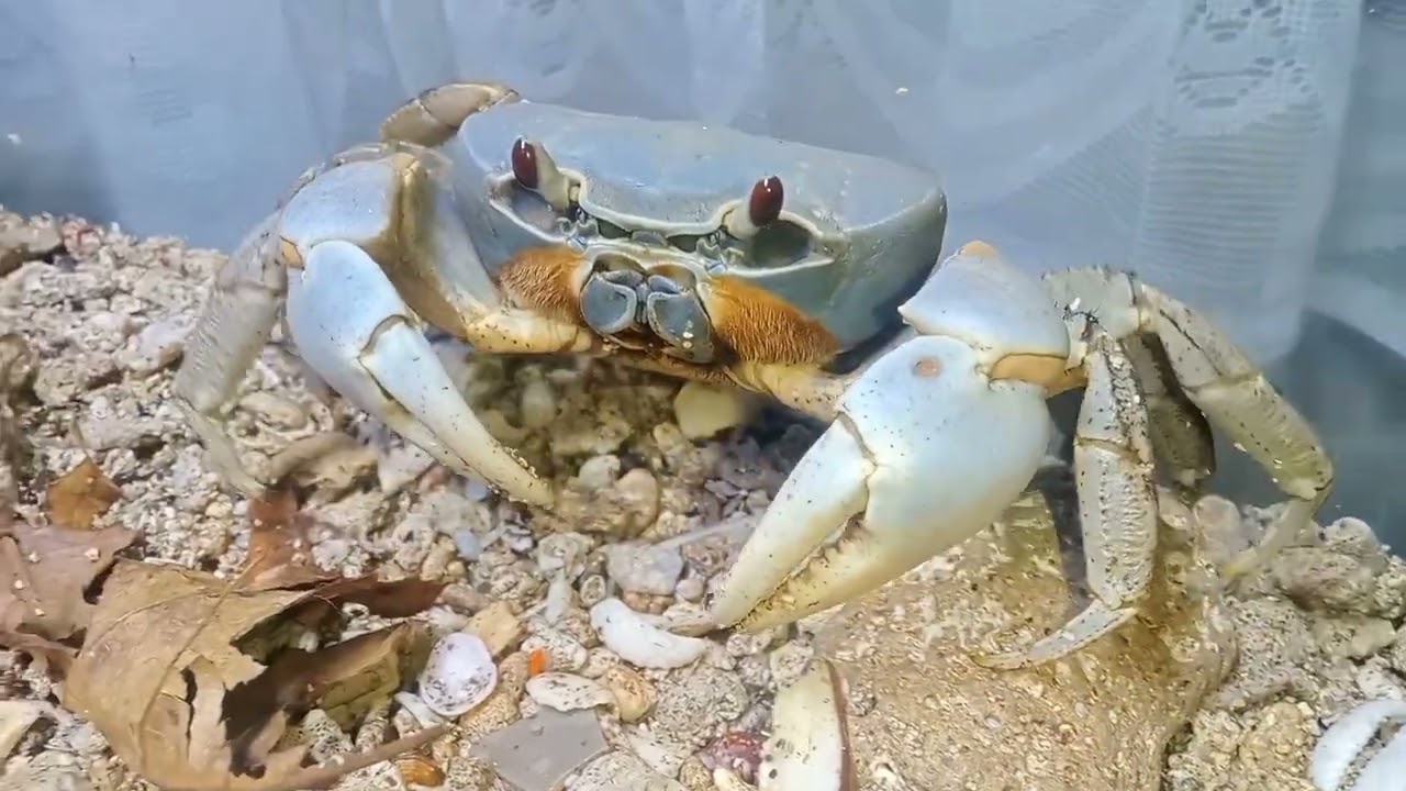 sepasang kepiting biru dari indonesia (tuerkayna celeste) #landcrabs #crabs #hewanlucu