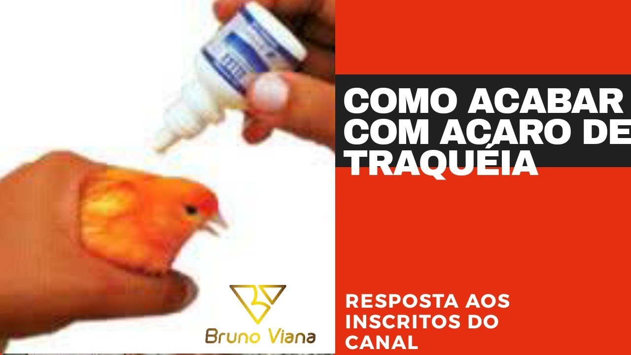 COMO RESOLVER O PROBLEMA DE ACARO DE TRAQUÉIA DOS CANARIOS COM ALLAX
