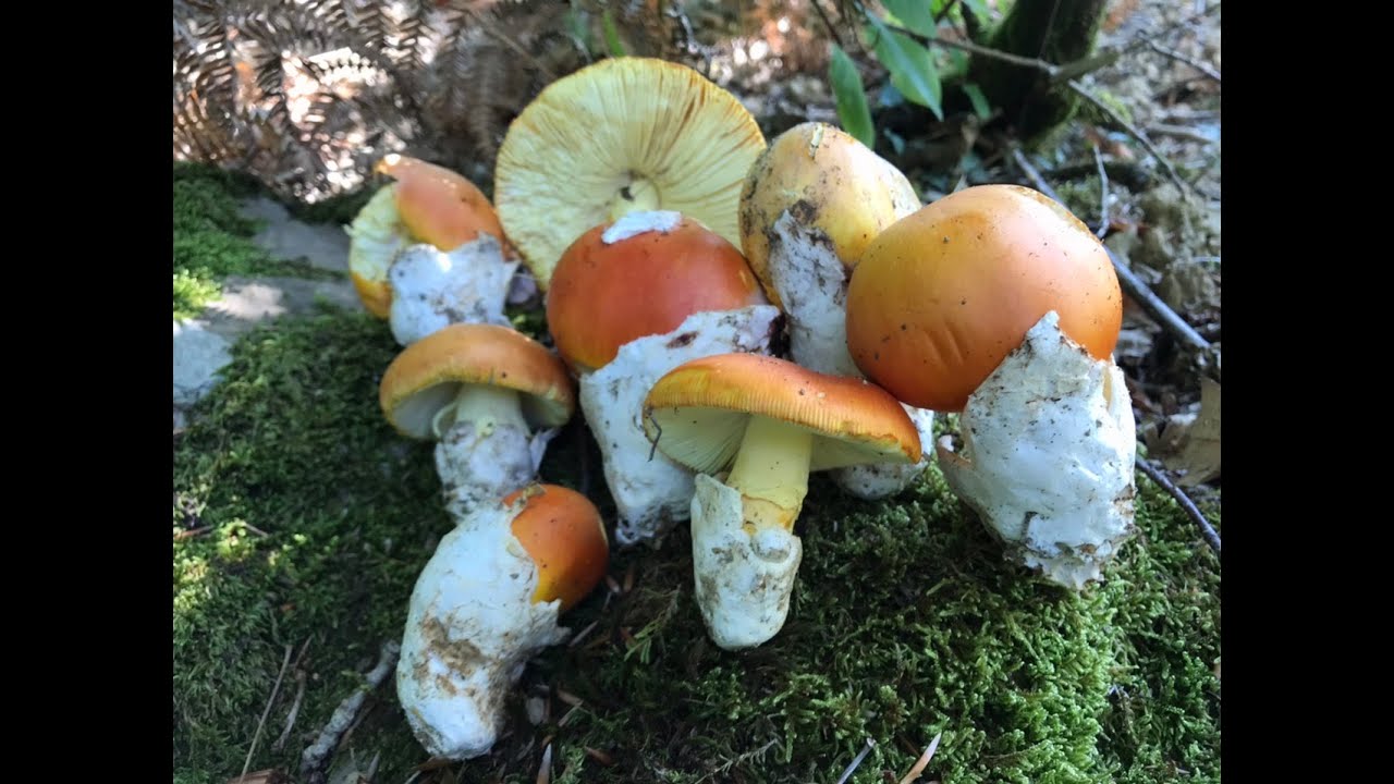 AMANITA CESÁREA 15 DE SEPTIEMBRE