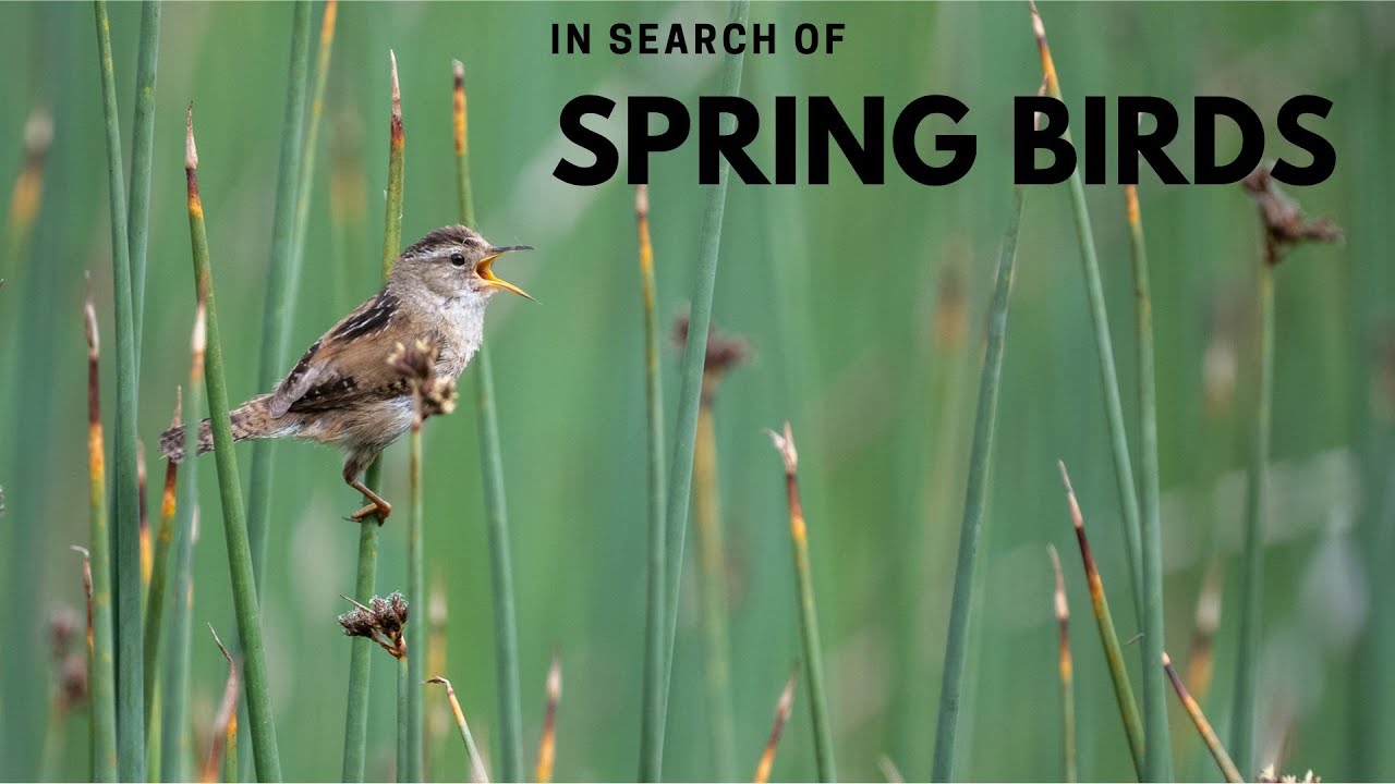 Spring Migration