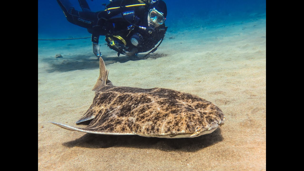 Buceo en Lanzarote 2013