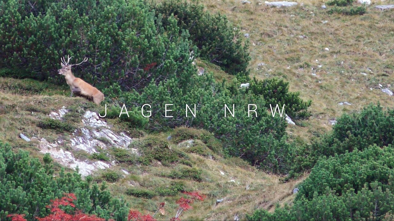 Hirschjagd in den Tauern - Rotwildbrunft am Großglockner - jagenNRW