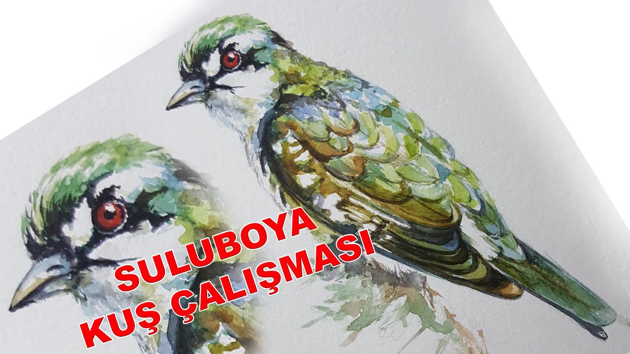 Sulu Boya kuş çalışması - watercolor bird painting