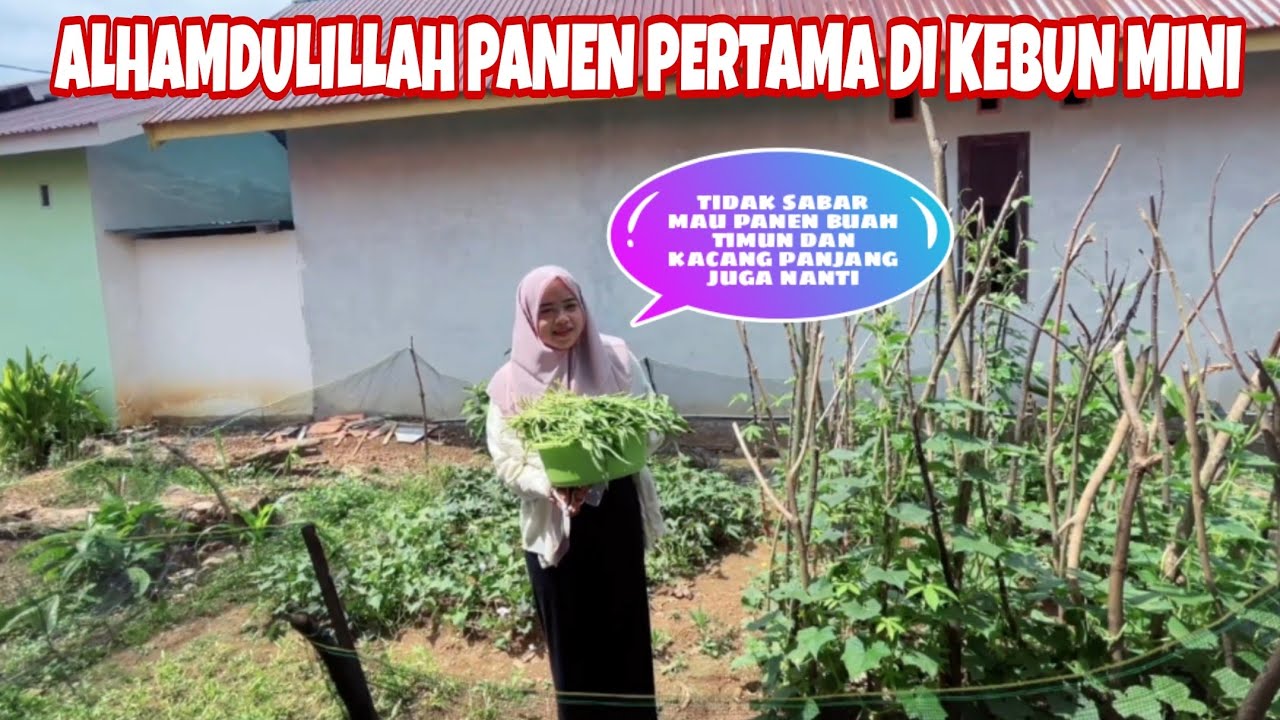 LIHAT PERKEMBANGAN KEBUN DI BELAKANG KOSAN, HARI INI KITA SUDAH BISA PANEN