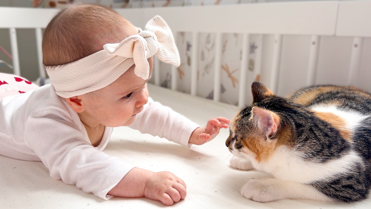 First Time Baby Touches Kitten &ndash; Watch The Magic Happen