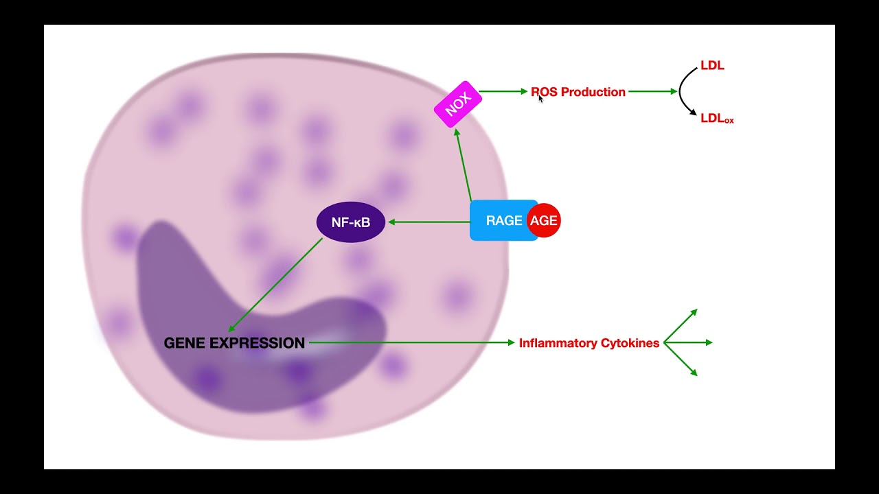 LDL Peroxidation & Protein Adducts