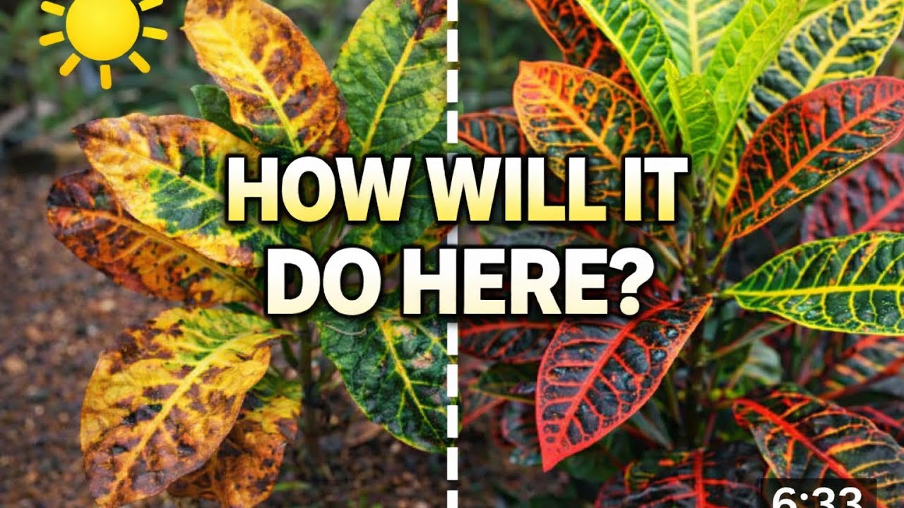 Can a Croton Survive the Arizona Heat?