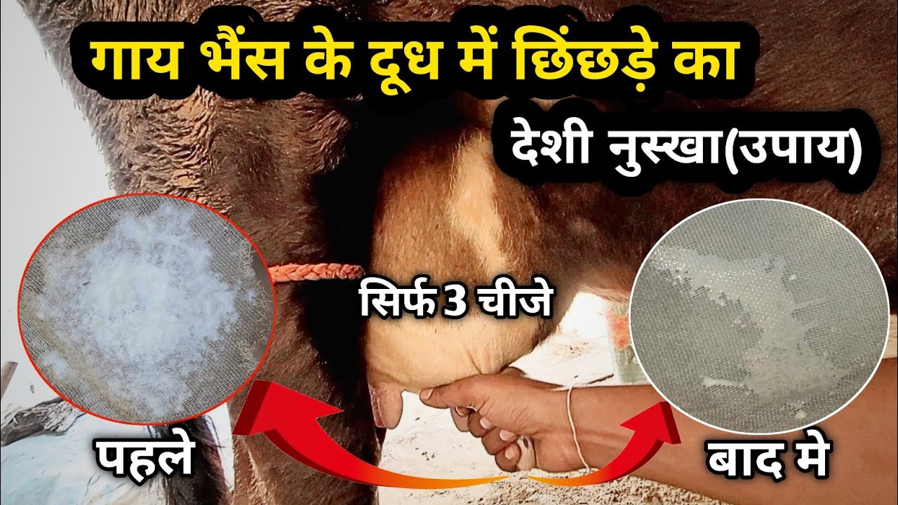 गाय भैंस के दूध में छिंछड़ें आने का देशी उपाय/सिर्फ तीन चीजे दो/दूध फटाफटा आना देशी नुस्खा 