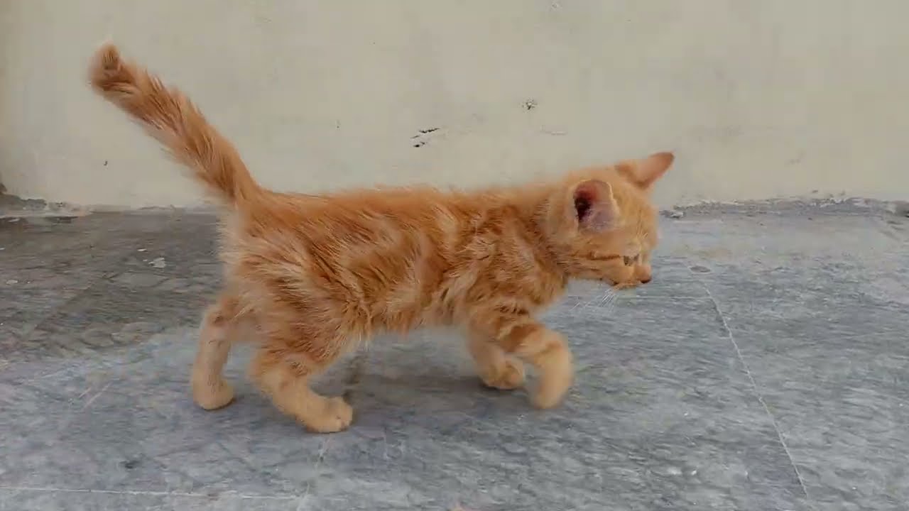 Adorable Kitten's Last Cuddles With Mama Before Leaving To New House