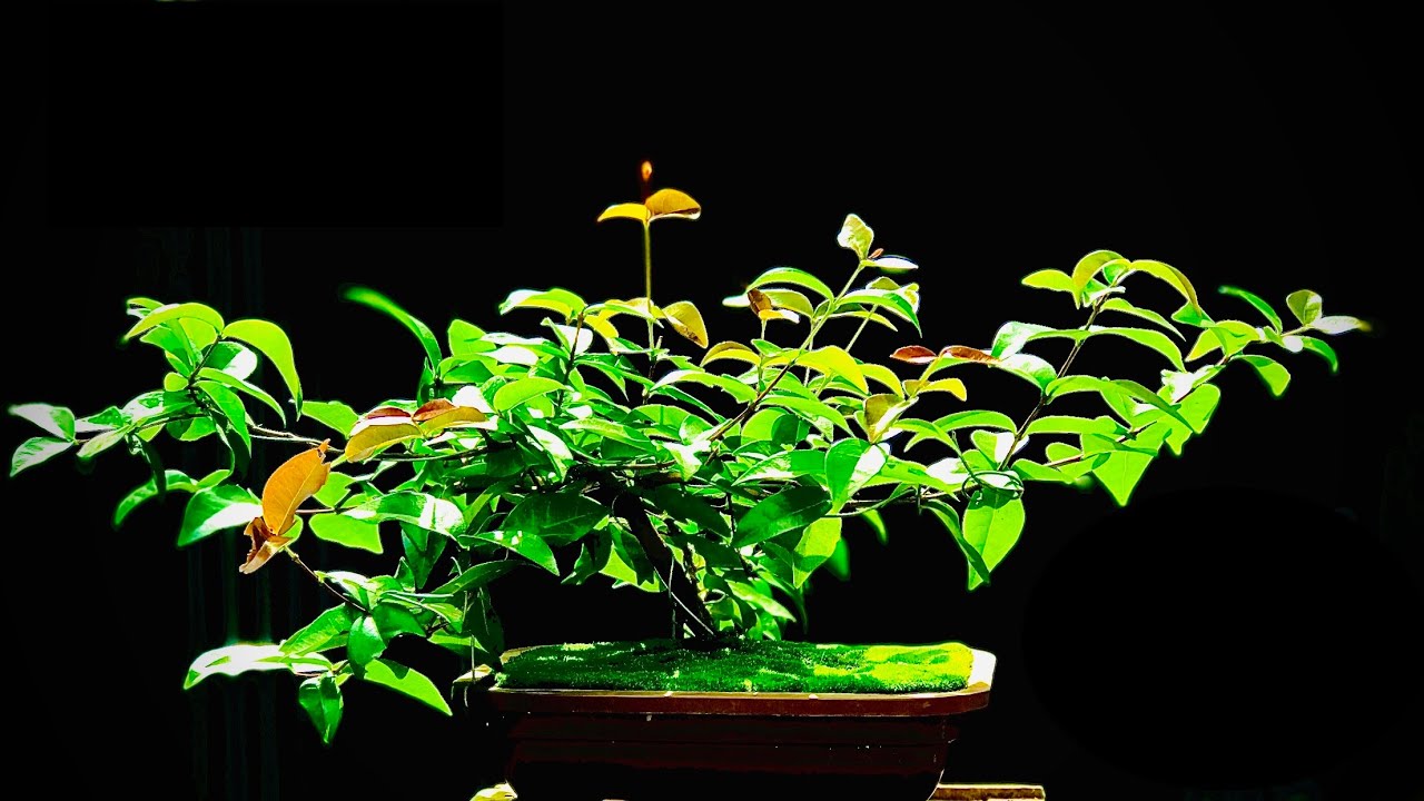 PREPARANDO MUDAS DE MAÇÃ PRA FAZER UM BONSAI