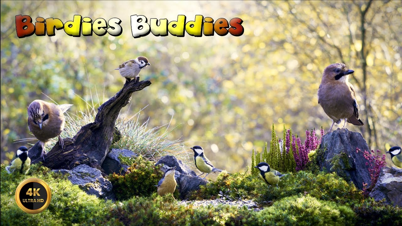 Cat TV for cats to watch 🐈 -  WHERE THE JAY IS KING 🦜🌿 (4K)