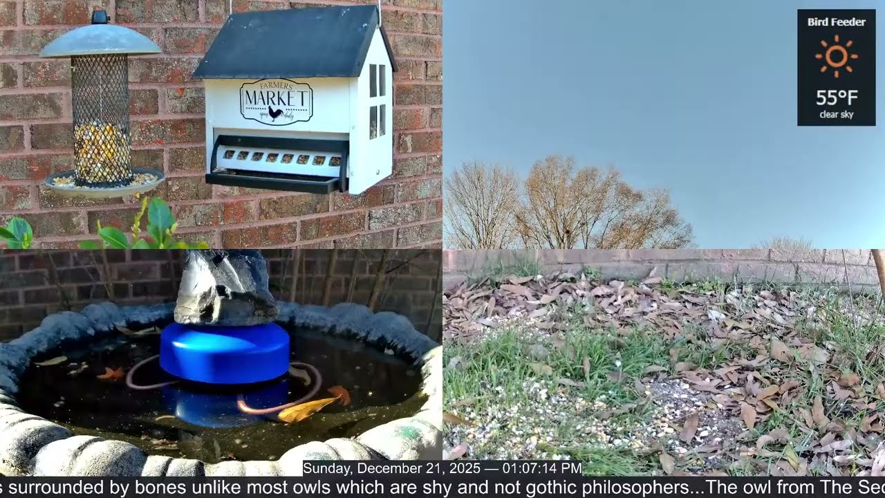 LIVE Bird Feeder Cam | Flock Around the Clock 🐦 | 12/21/2025