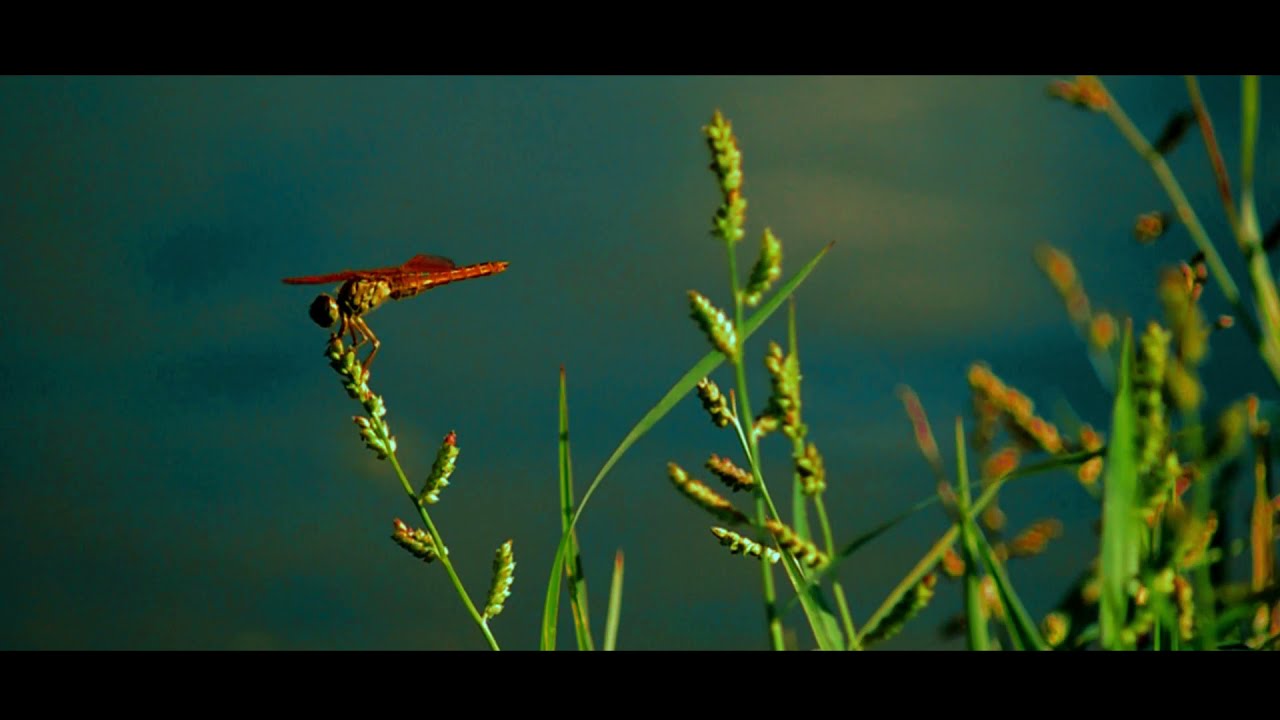 The Cinematic View
