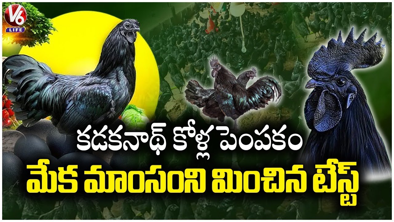 Kadaknath Chicken Farming  : Step by Step Guide  | High Profits  | Better Than Goat Meat  |  V6 Life