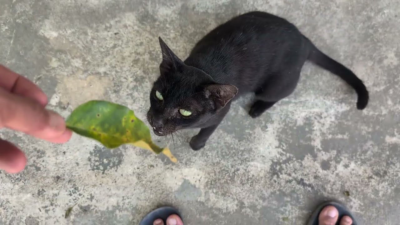 Cute Playful Cats Video 🐾 | Fun & Relaxing Cat Moments ☀️