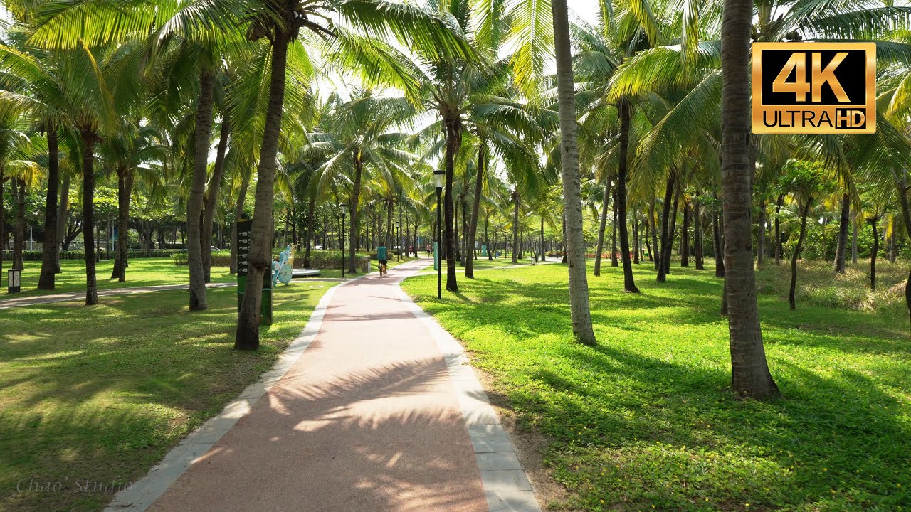 Coconut Dream Corridor Beach Walking, Sanya, Hainan, China