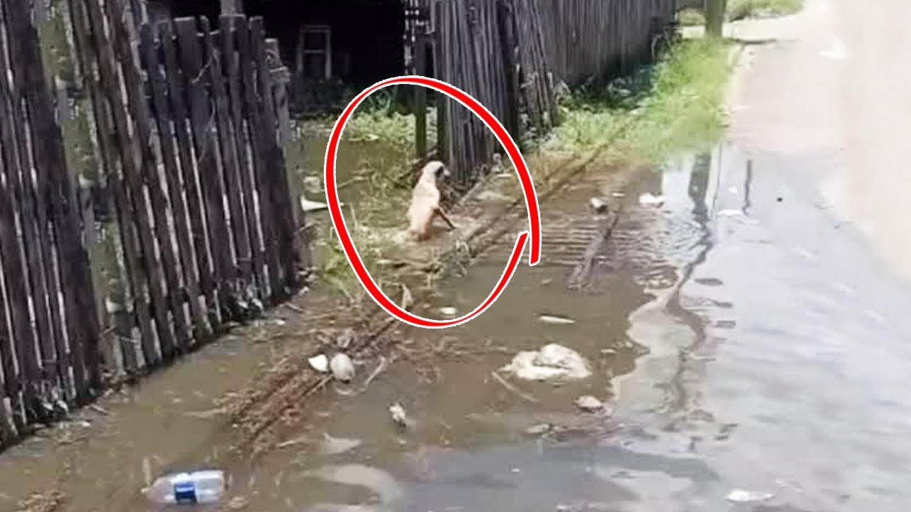 She Survived the Flood Alone with a Broken Spine and an Unbreakable Will