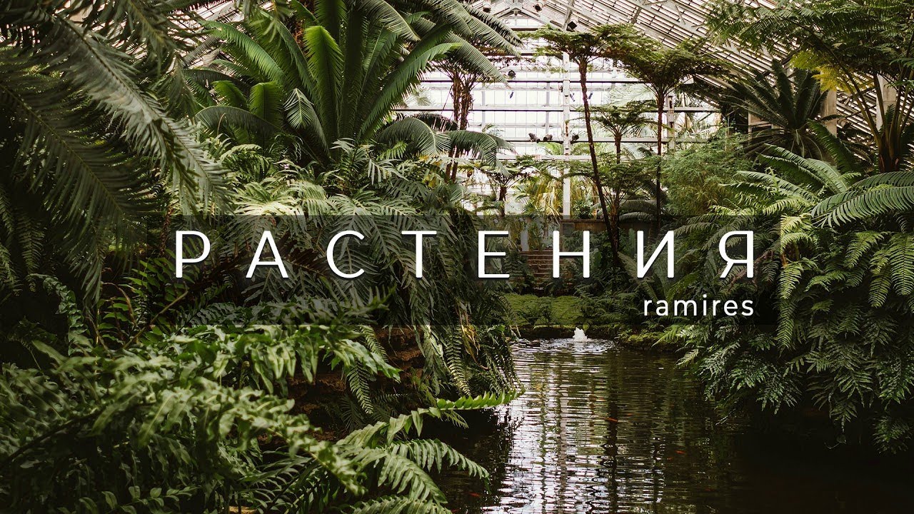 Ramires - Растения