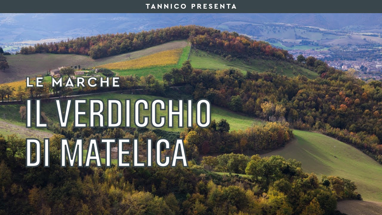Le caratteristiche del Verdicchio di Matelica | Tannico Flying School
