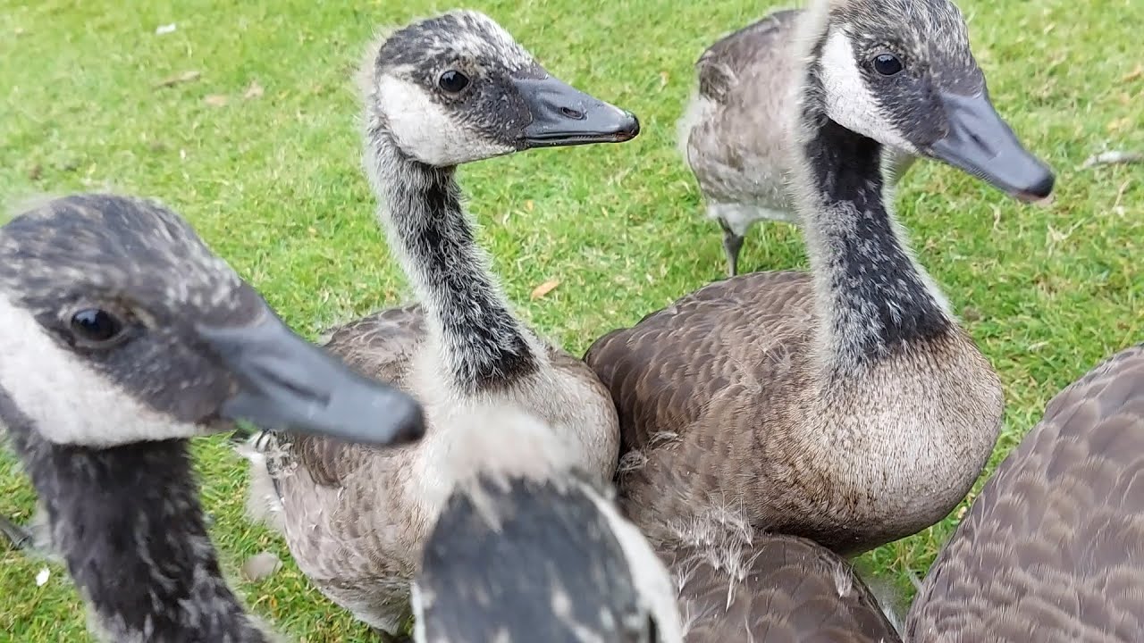 Gosling Creche of the Business Park