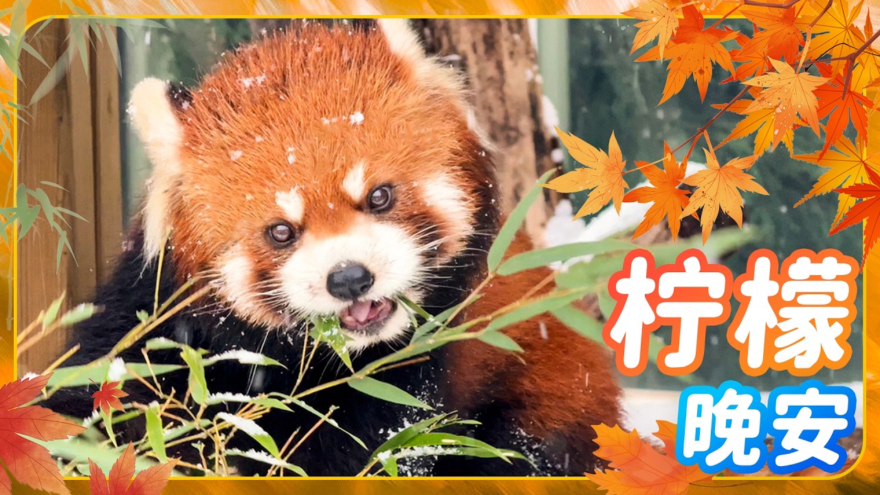 小熊猫柠檬我们会一直记得你 谢谢你来过 柠檬晚安！韩国爱宝乐园 #大熊猫 #睿宝 #辉宝 #宋爷爷 #宝家族 #爱宝乐园 #熊猫Vlog#韩国旅游