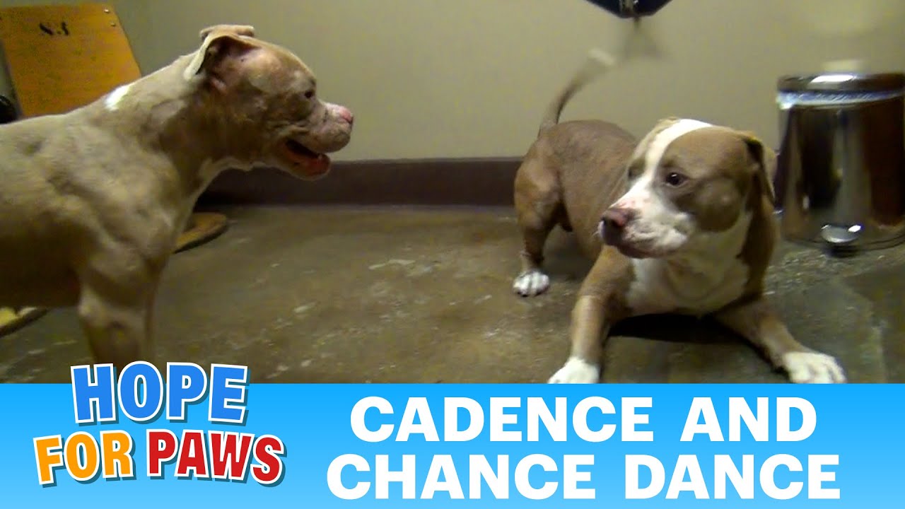 The Pit Bull Dance.   Please share. #senior