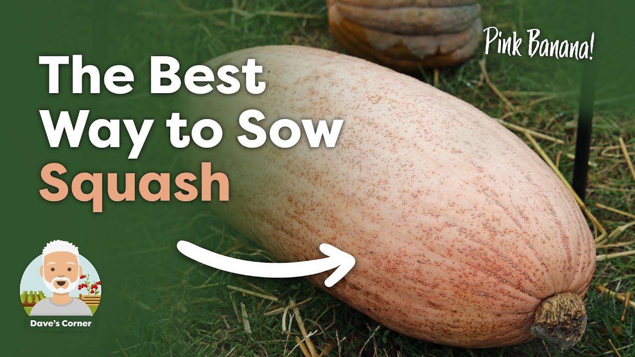 How to Sow Squash Seeds ('Jumbo Pink Banana' & 'Tromboncino')